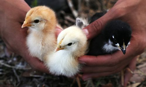 美国最大肉类加工厂暴发禽流感 24万只家禽感染