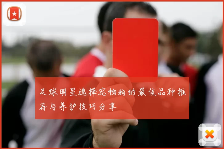 足球明星选择宠物狗的最佳品种推荐与养护技巧分享